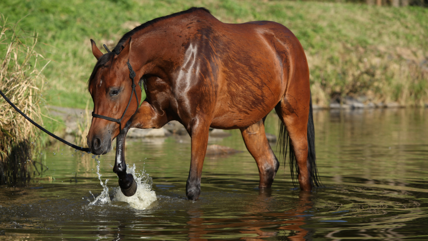 Hoe leer ik mijn paard om niet te schrikken?