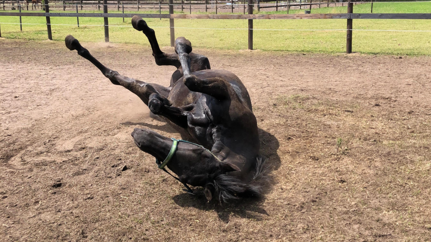 Help, mijn paard heeft koliek!