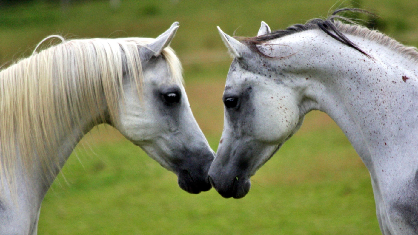 Hoe laat ik een nieuw paard in mijn ‘kudde’?