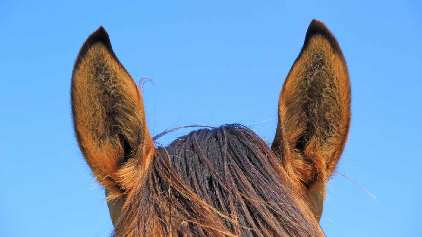 Hoe kan ik ‘praten’ met mijn paard?