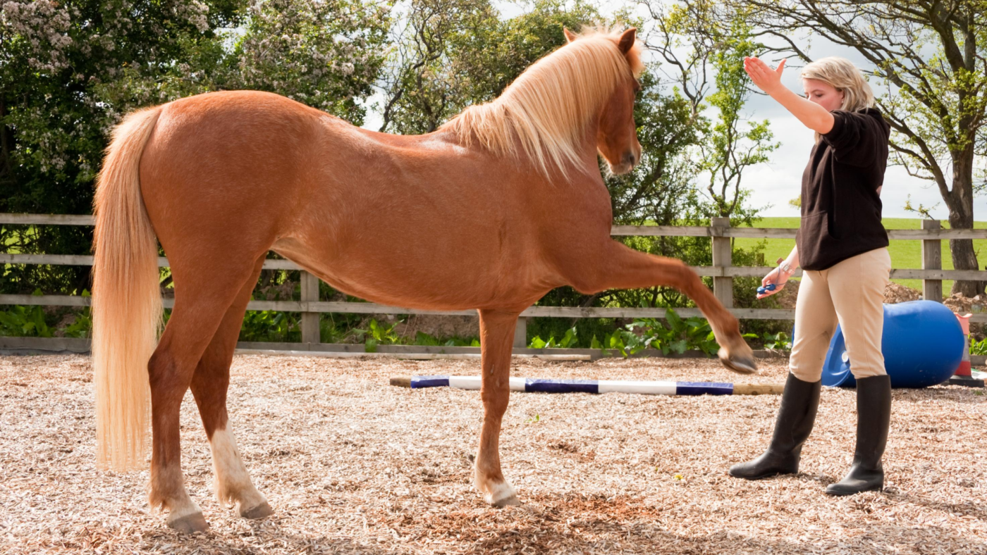 In gesprek met paarden