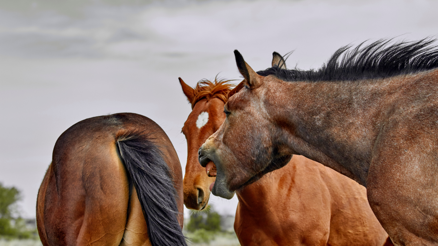 Welke communicatiesignalen gebruikt mijn paard?