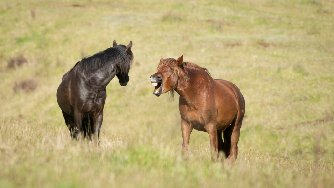 Kalmerende signalen van paarden