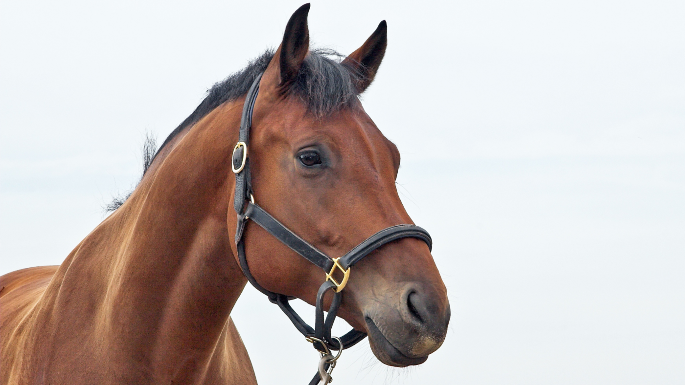 Het gedrag van paarden beter begrijpen