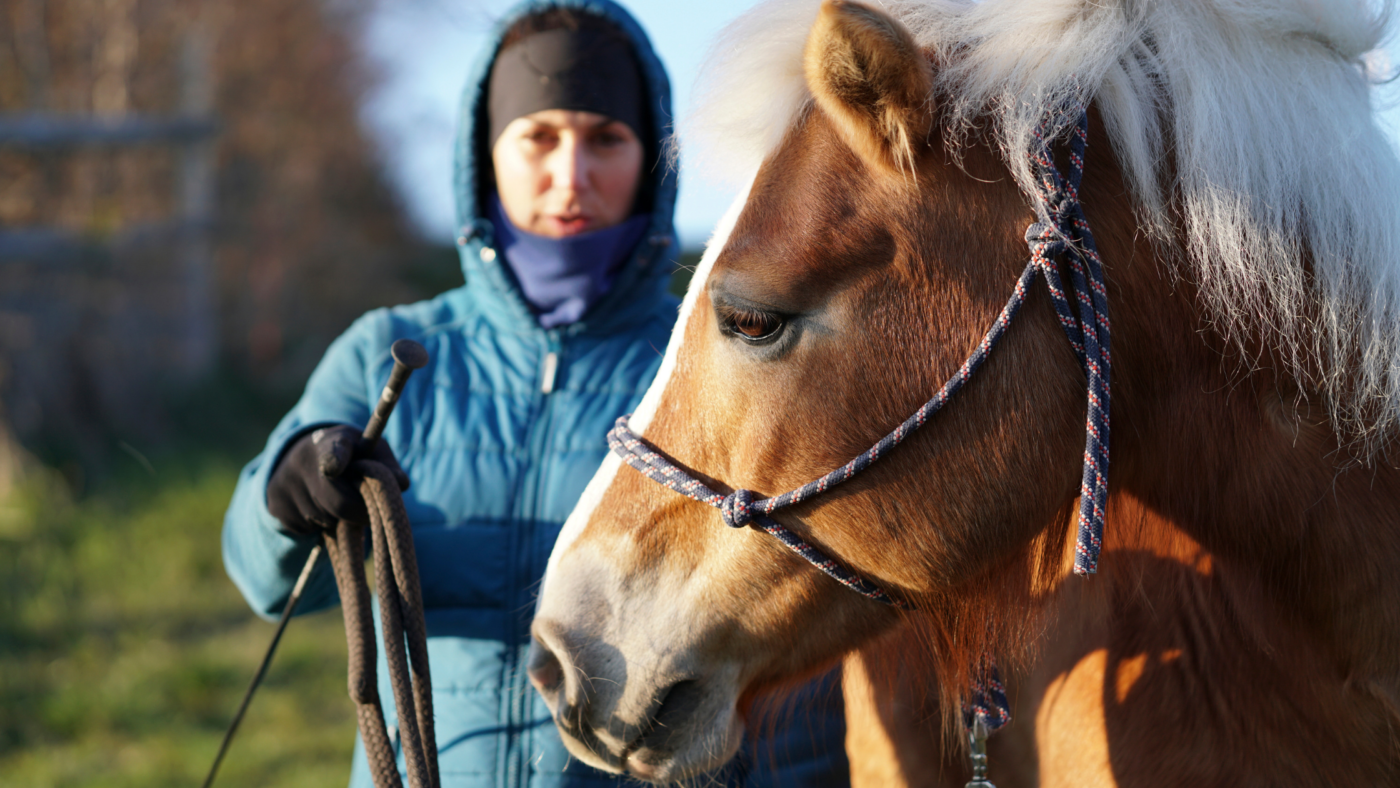 101 Horsemanship oefeningen