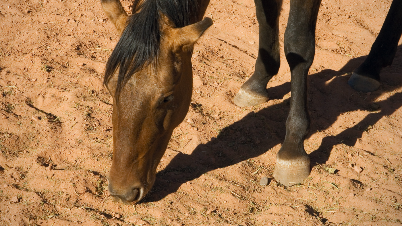 Waarom zou je je paard leren speuren?