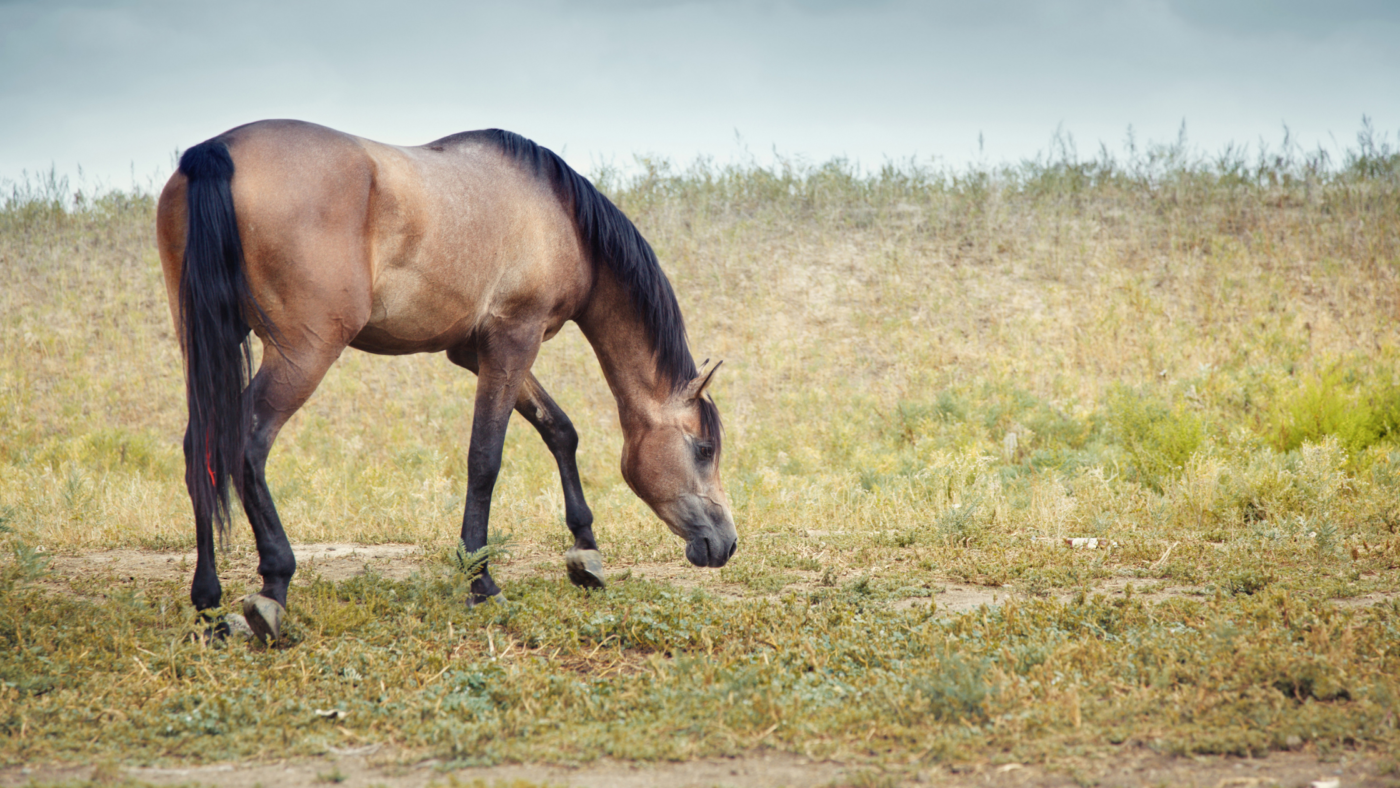 Speurwerk met paarden