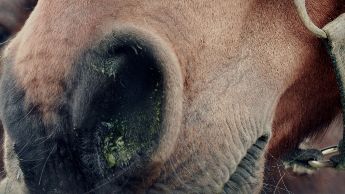 Hoe bescherm ik mijn paard tegen rhino?